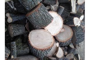 drova-pilennyie-dubovyie-2