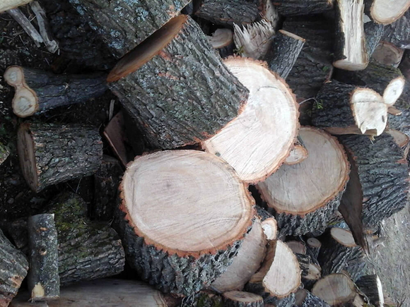 drova-pilennyie-dubovyie-2