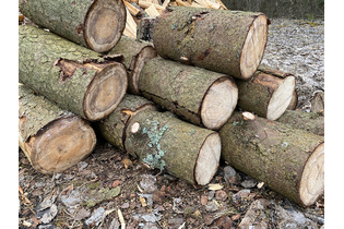 drova-xvojnyix-porod-dereva-pilennyie-3