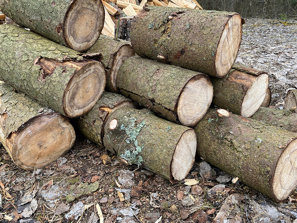 drova-xvojnyix-porod-dereva-pilennyie-3