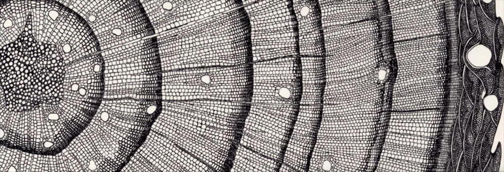 Структура древесины дуба